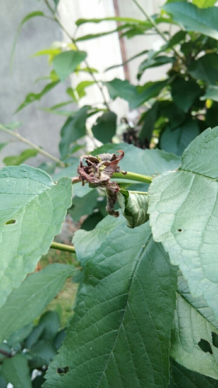 车厘子树.新芽冒出来过不多久就枯萎了.是什
