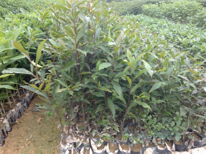 木荷苗 木荷小苗/木荷杯苗/木荷袋苗