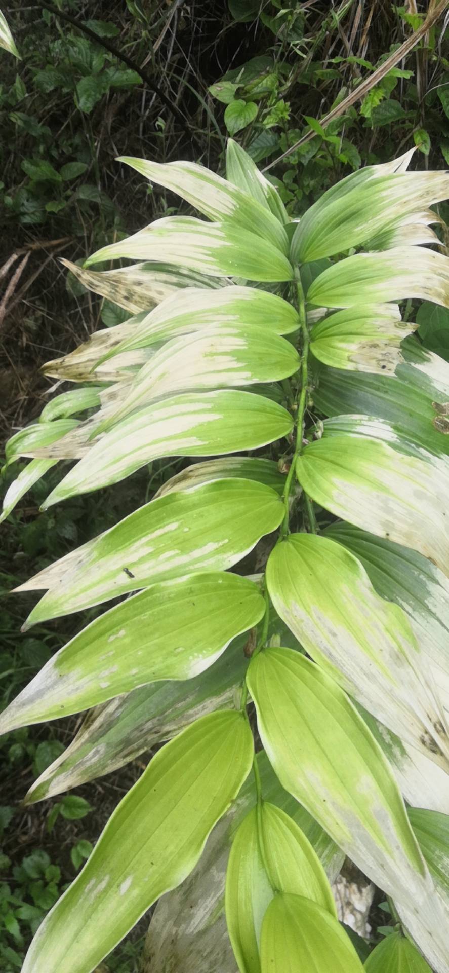 你好老师  我是种植中药材黄精的  现在黄精上面叶子黄了  你看是怎么