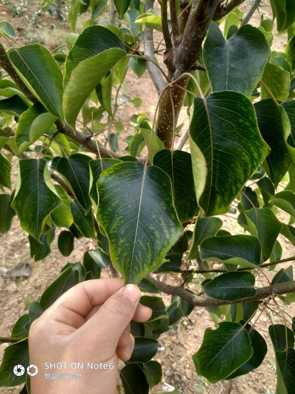 你好王老师这是梨树幼树叶子感觉不精神看看照片上的叶子是怎么了