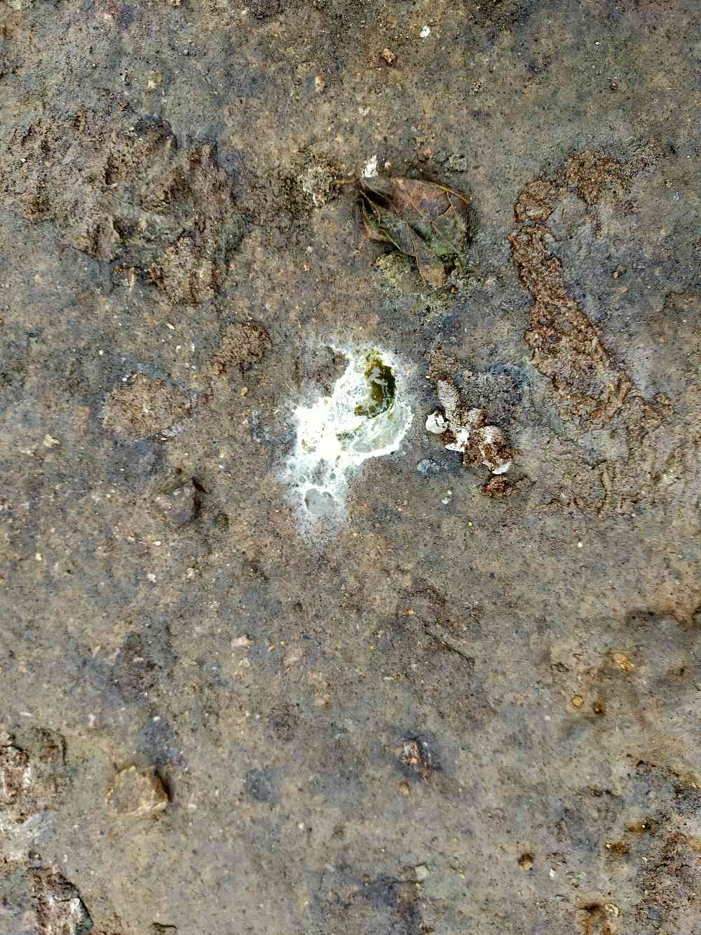你好老师我家的小鸭苗拉白粪拿什么药呢