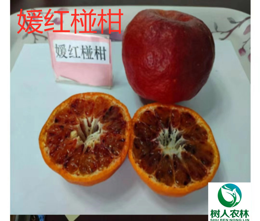 媛红碰柑苗 媛红椪柑苗1年苗媛红椪柑杯苗签订合同纯度保证顺丰包邮