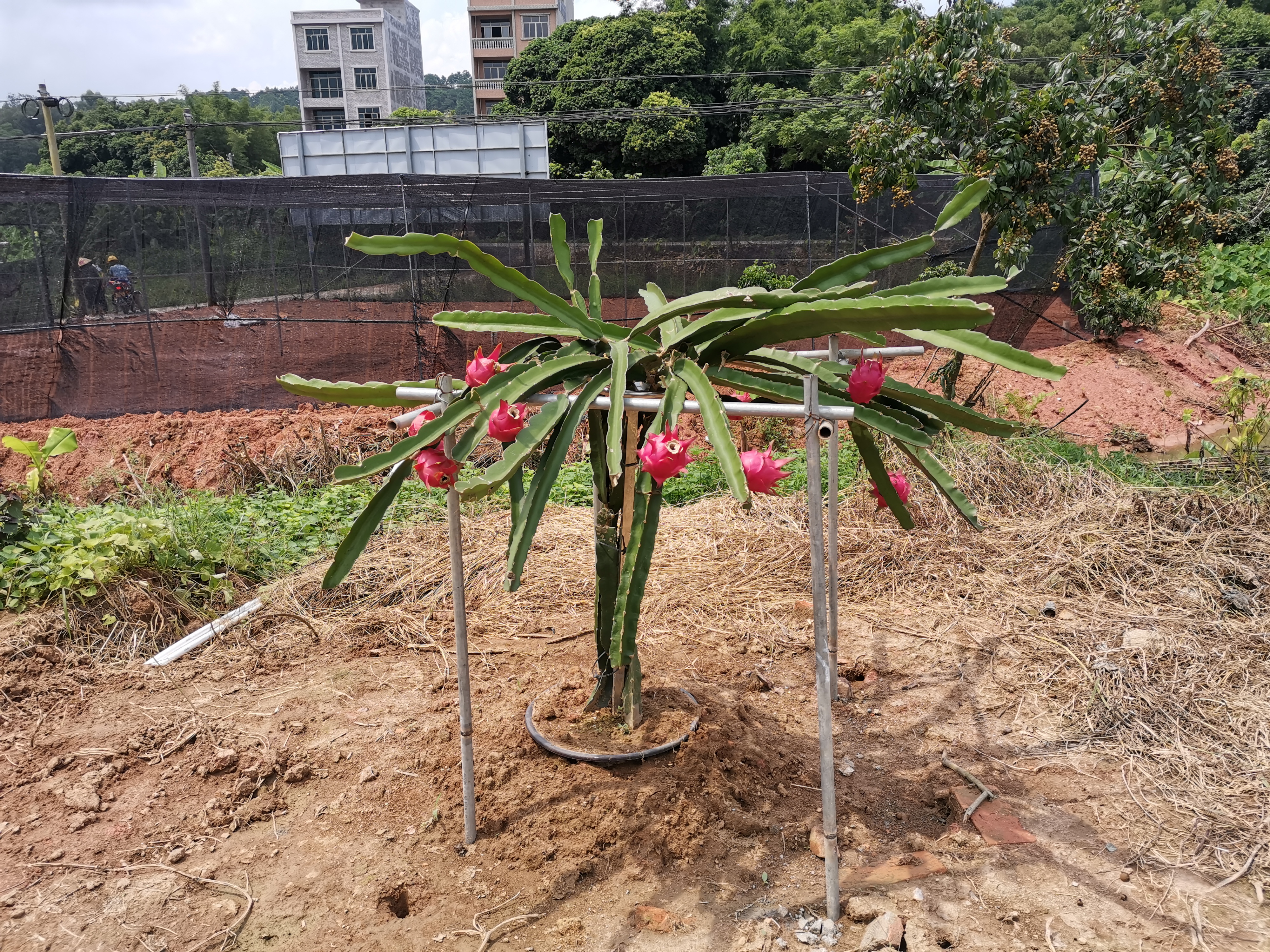 [红皮红肉火龙果苗批发] 台湾软枝大红火龙果苗水密果