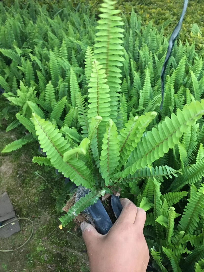 排骨草肾蕨袋苗30公分高多年生草本植物多分枝现货供应量大价优