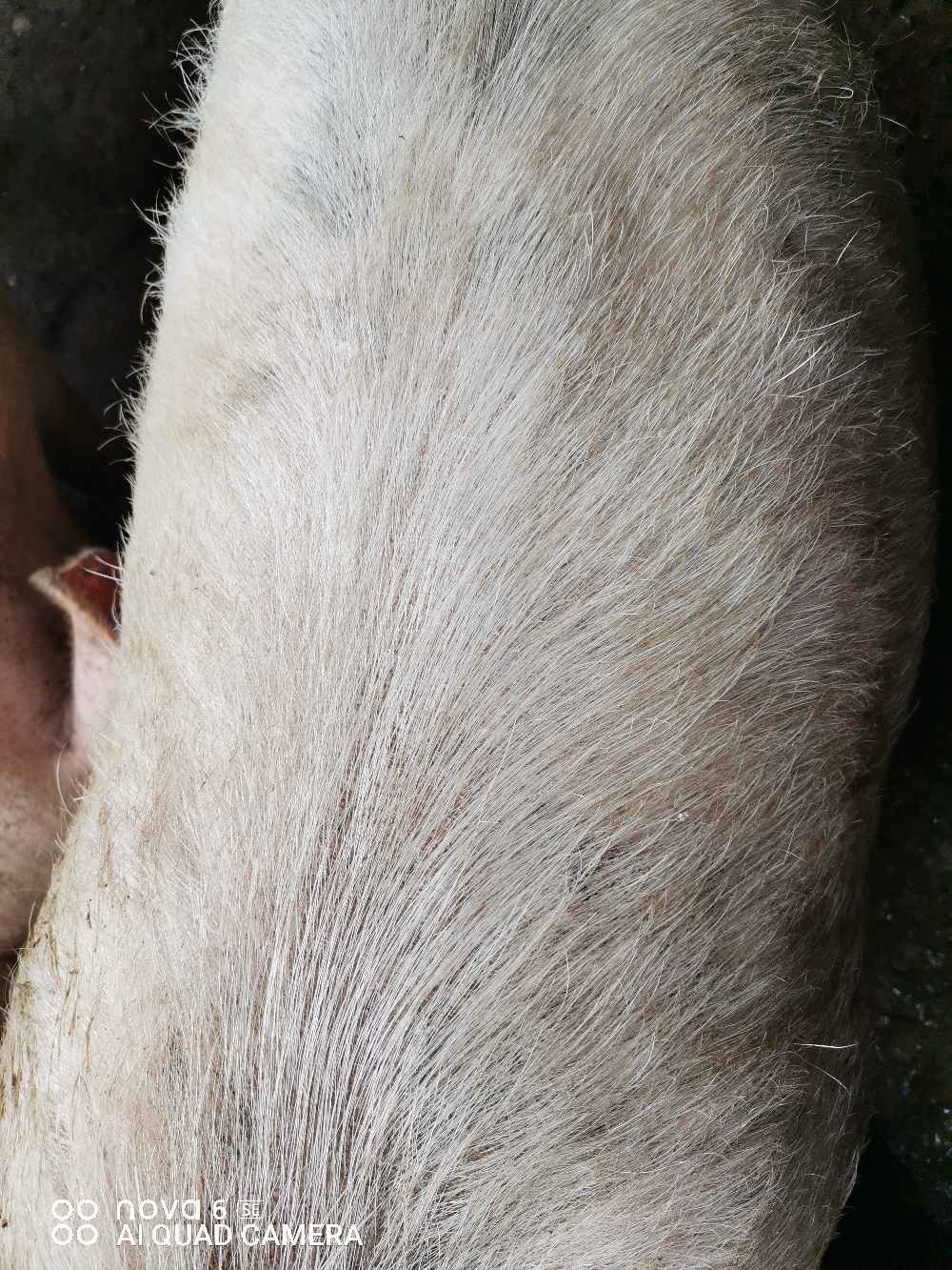 请问猪身上有虱子怎么处理