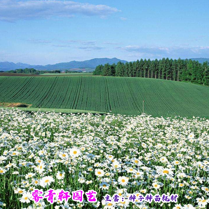 白晶菊种子白晶菊新种子包邮