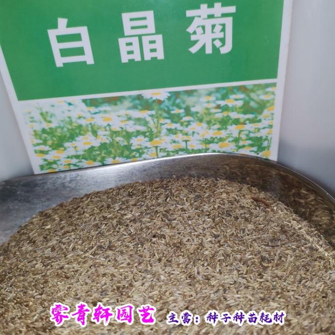 白晶菊种子白晶菊新种子包邮