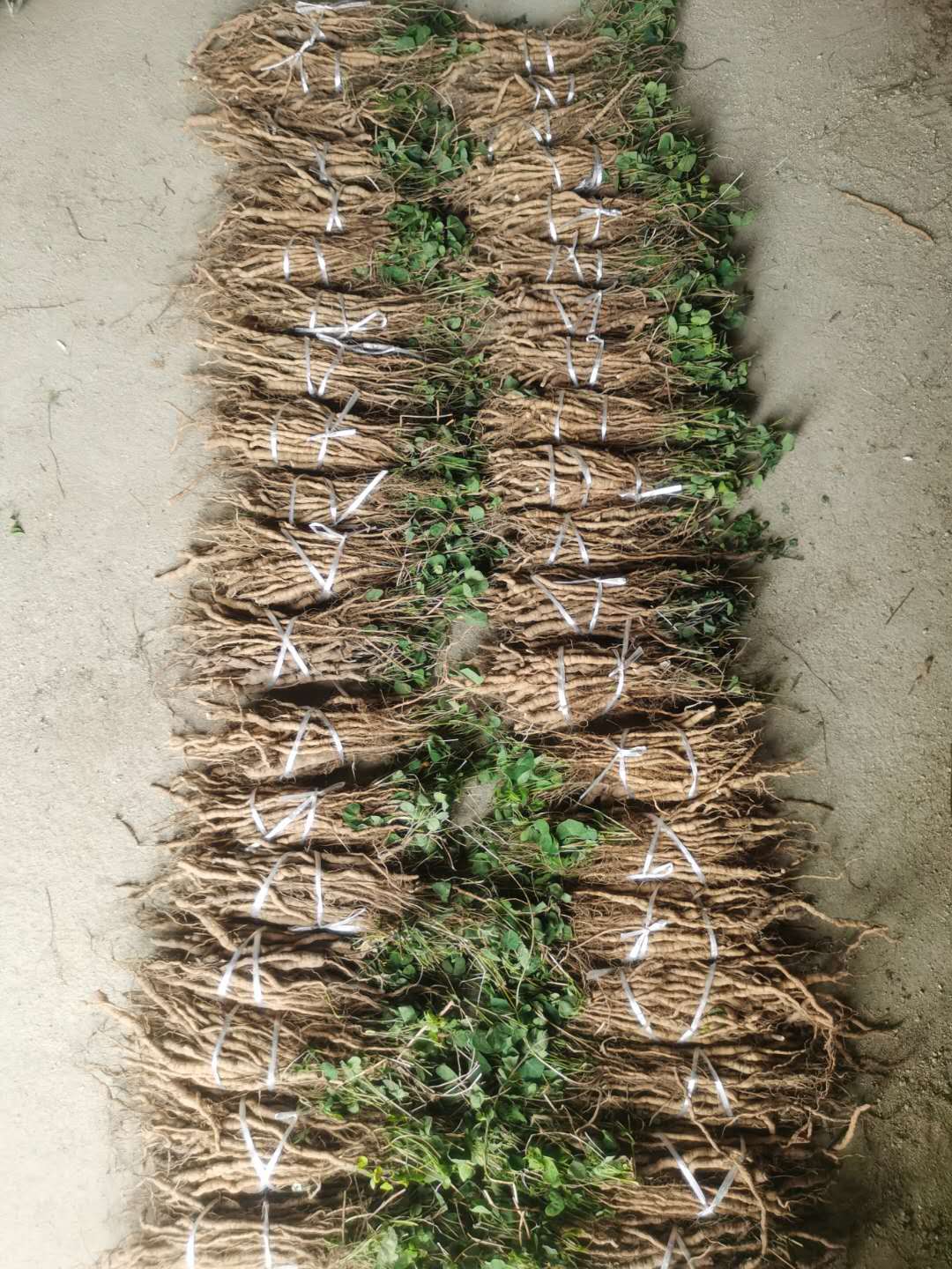 防己种子 优质江西粉防己种苗!防己种苗