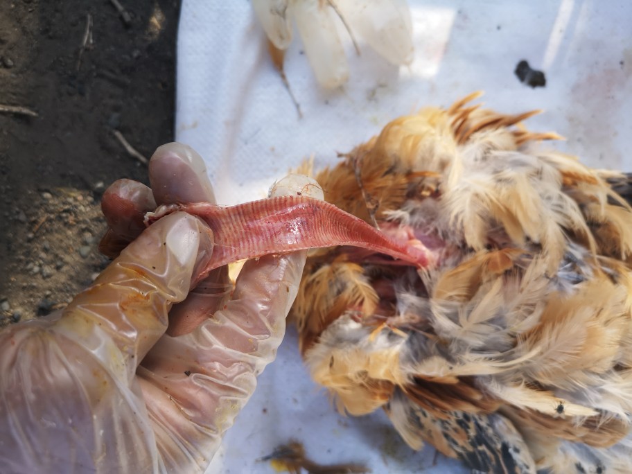 老师这种鸡病用什么药,大群鸡有发烧现象