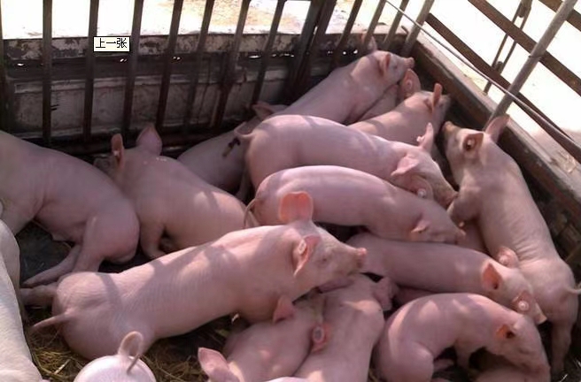 [三元仔猪批发]大型猪场三元仔猪常年供应,小猪防疫检疫到位,免费送猪