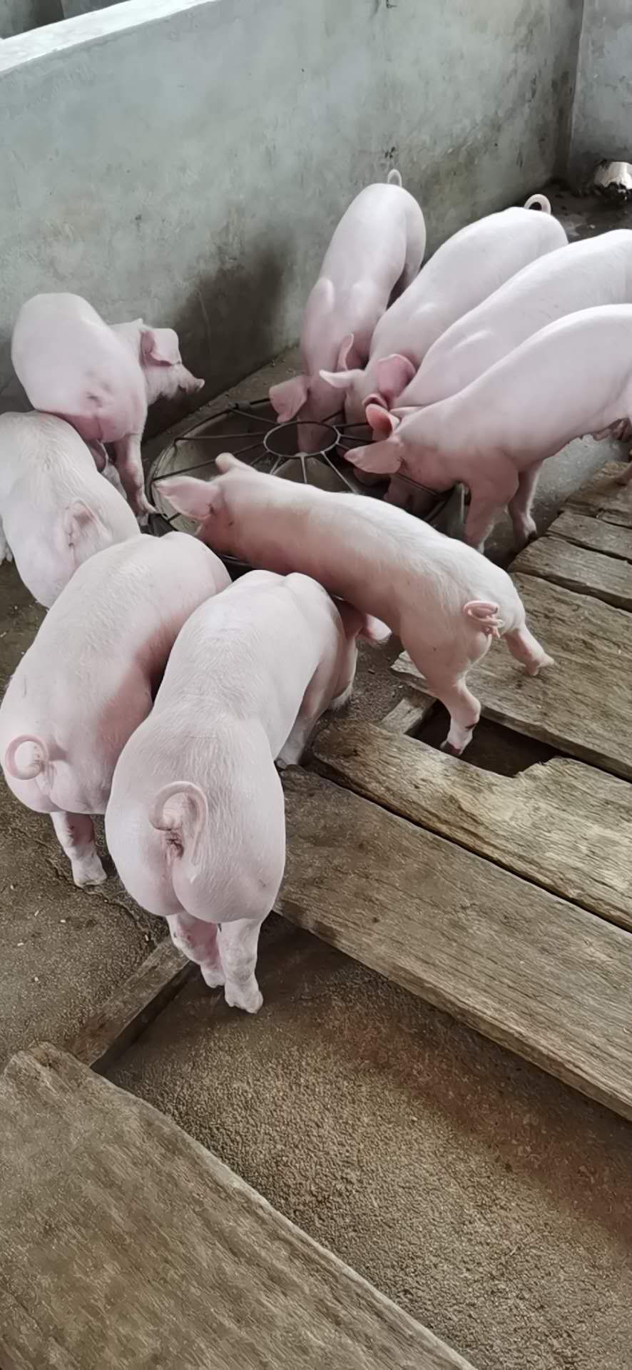 [三元仔猪批发]大型猪场三元仔猪常年供应,小猪防疫检疫到位,免费送猪