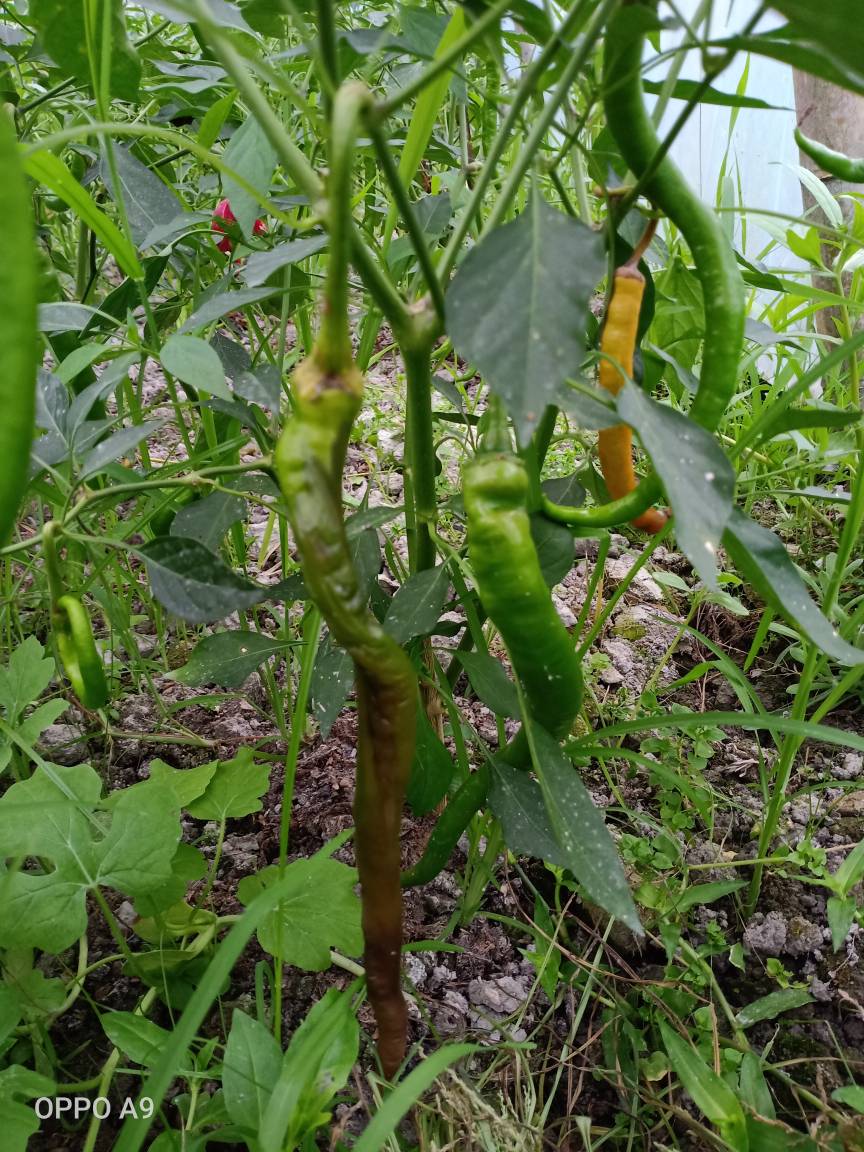 死株辣椒烂有虫子在果子里怎样预防