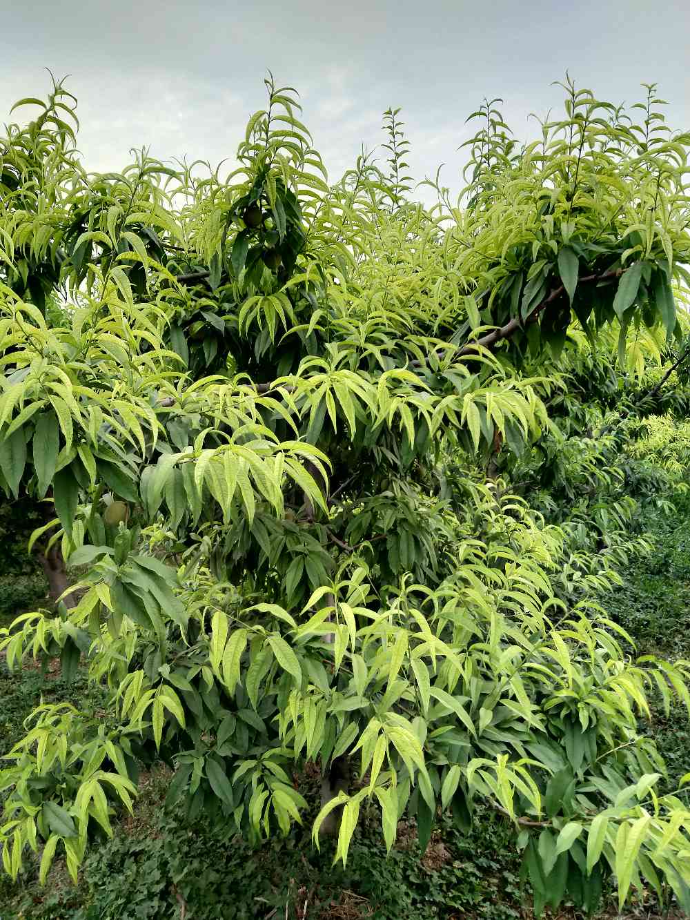 老师您好我的桃树叶子发黄怎么治?