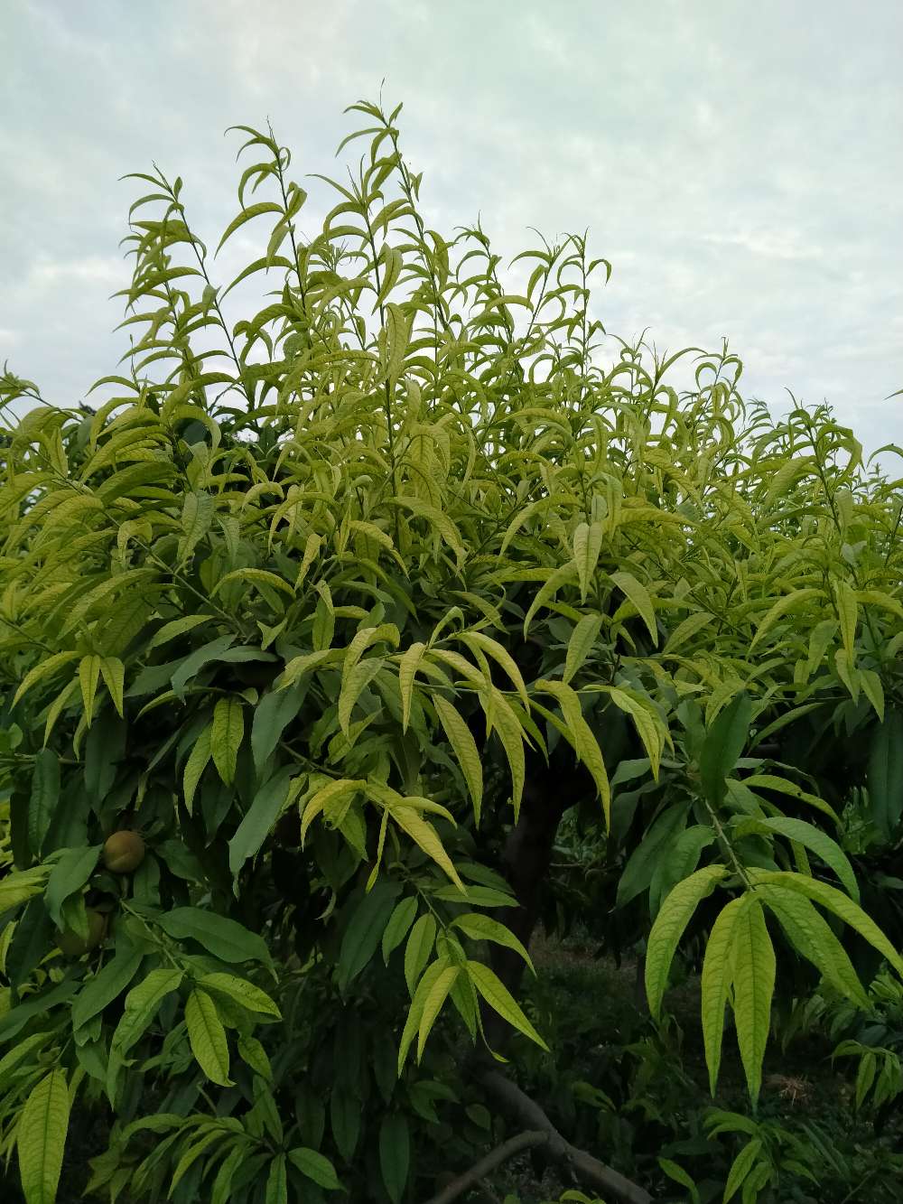老师您好我的桃树叶子发黄怎么治