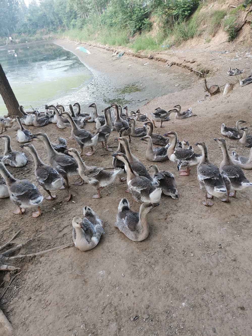 我这有几百只鹅是圈养的,四十多天了,可它们