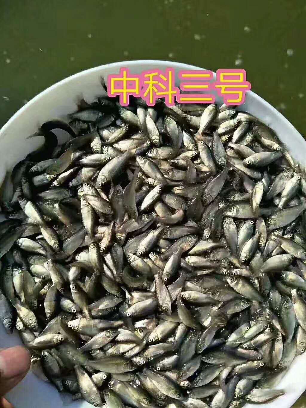 鲫鱼苗水花 中科三号鲫鱼苗 异育银鲫鱼苗 鲫鱼苗批发