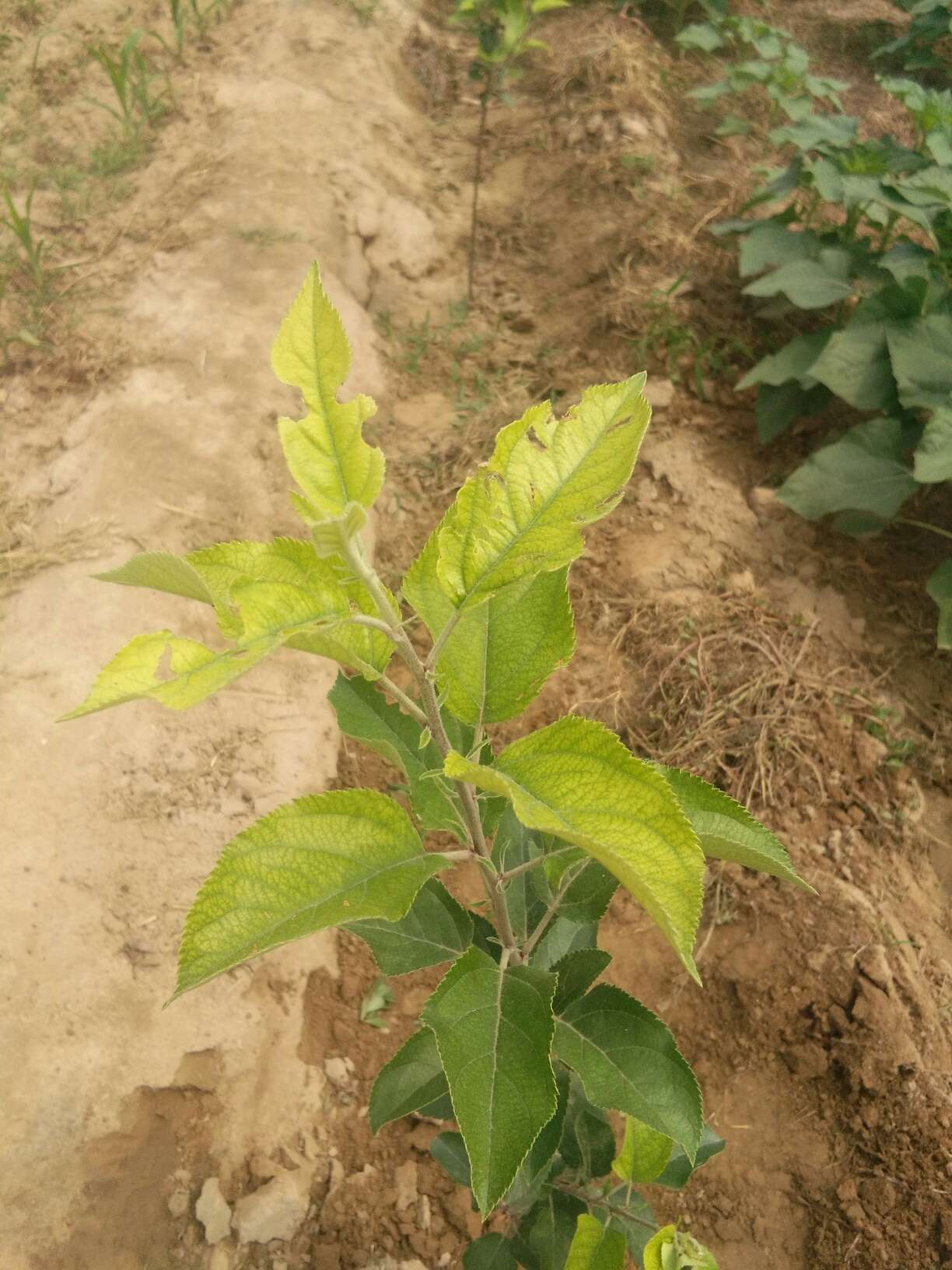 您好:我今年种的二年苹果树苗,现在叶子发黄,有枯死的迹象,不缺水,不