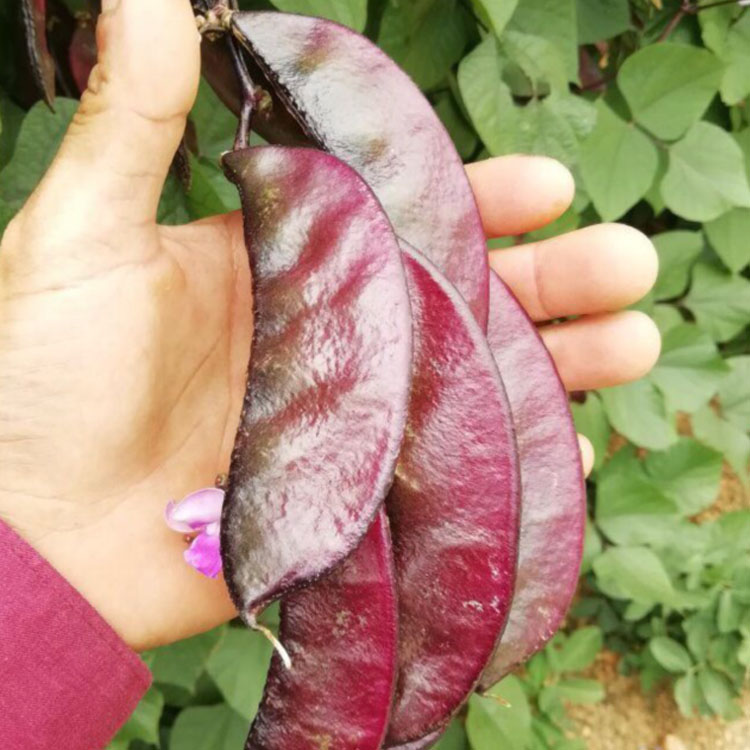 扁豆种子 早熟四季播蔬菜瓜果紫红梅豆角 种孑猪耳朵红边峨眉豆