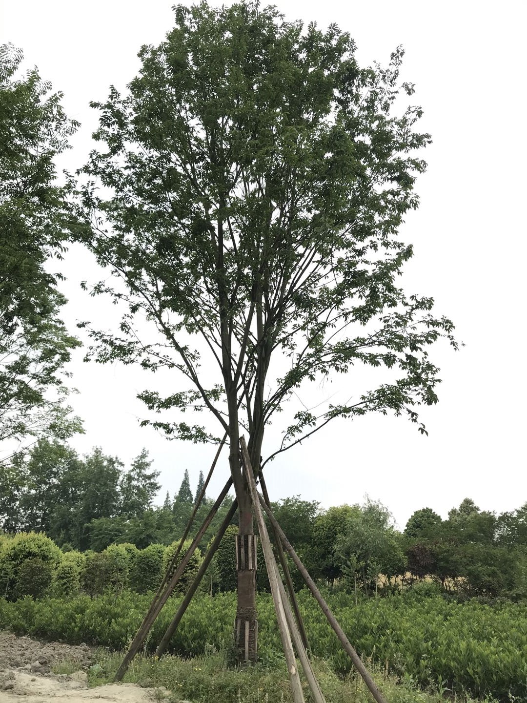 [大叶朴批发] 成都朴树基地批发价格 四川精品朴树元