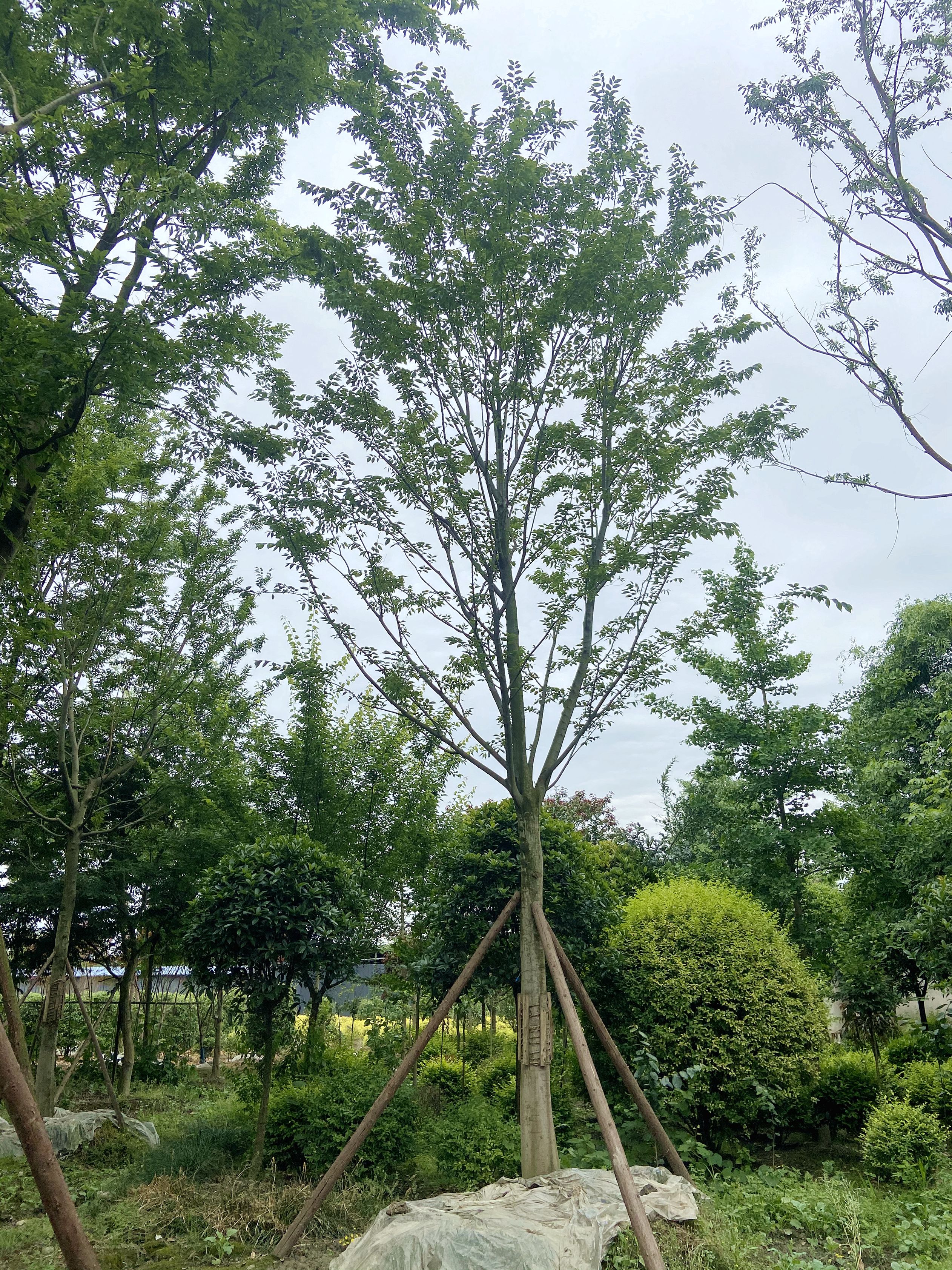 商品详情  名川园艺场长期供应单杆朴树,丛生朴树,米径20-40公分的