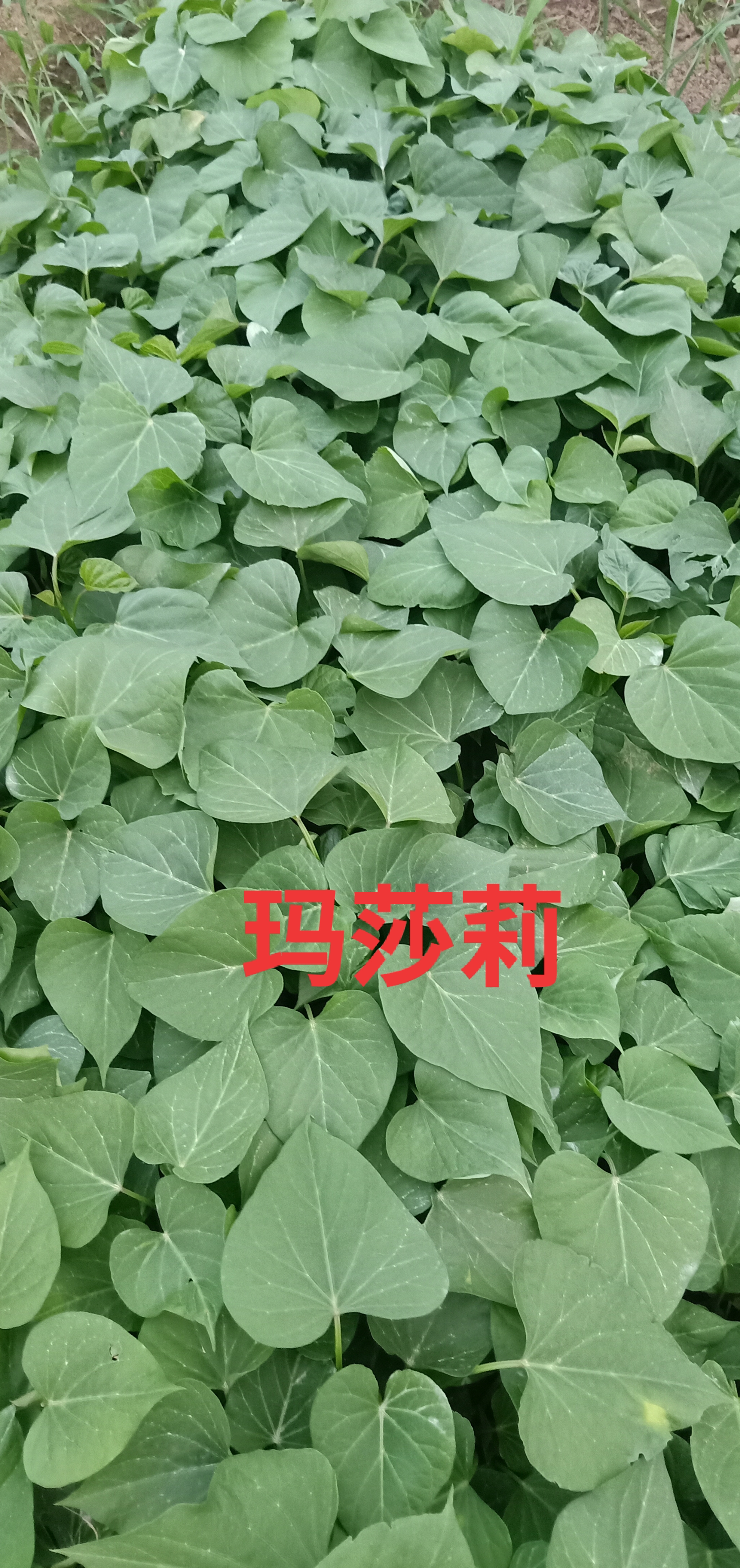 地瓜苗 金石哈密红瑶玛莎莉地瓜苗红薯苗紫薯苗脱毒地瓜苗叶