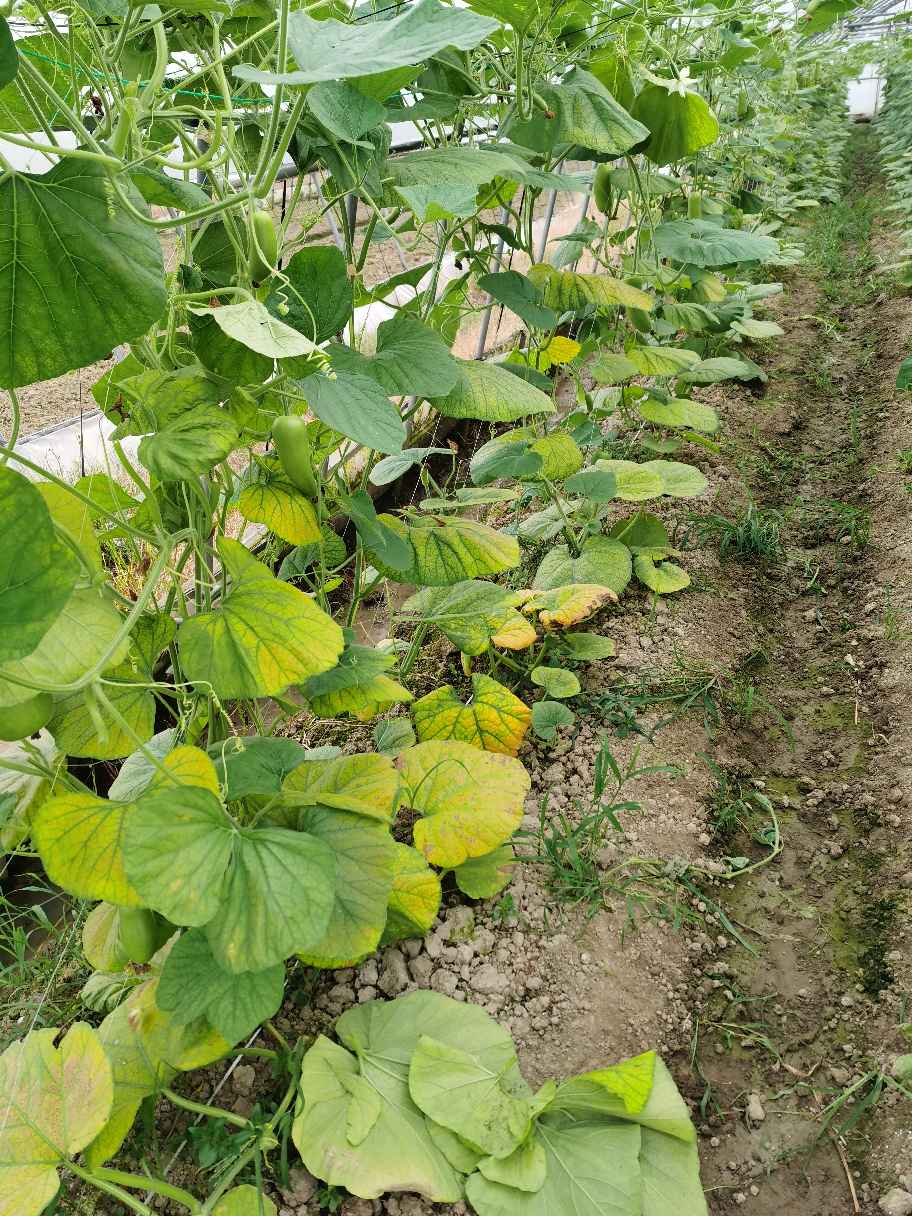 葫芦种植时间和方法
