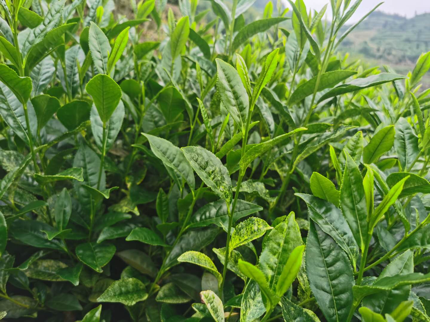 奶白茶树苗 白牛早茶苗 特早奶白茶苗 新品种早白茶苗