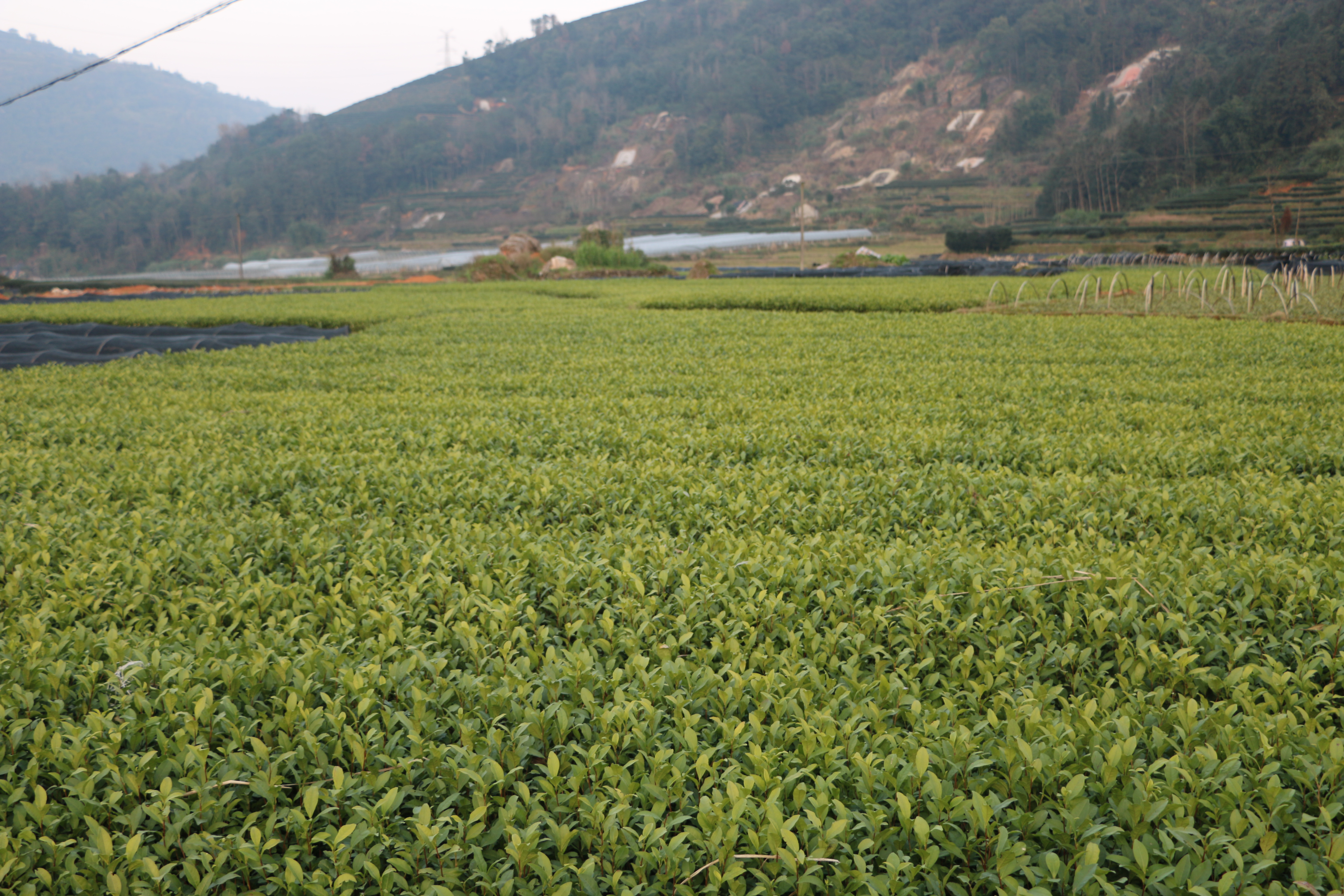 顺丰包邮送货入户龙井43号茶苗福建福安茶树苗基地直销