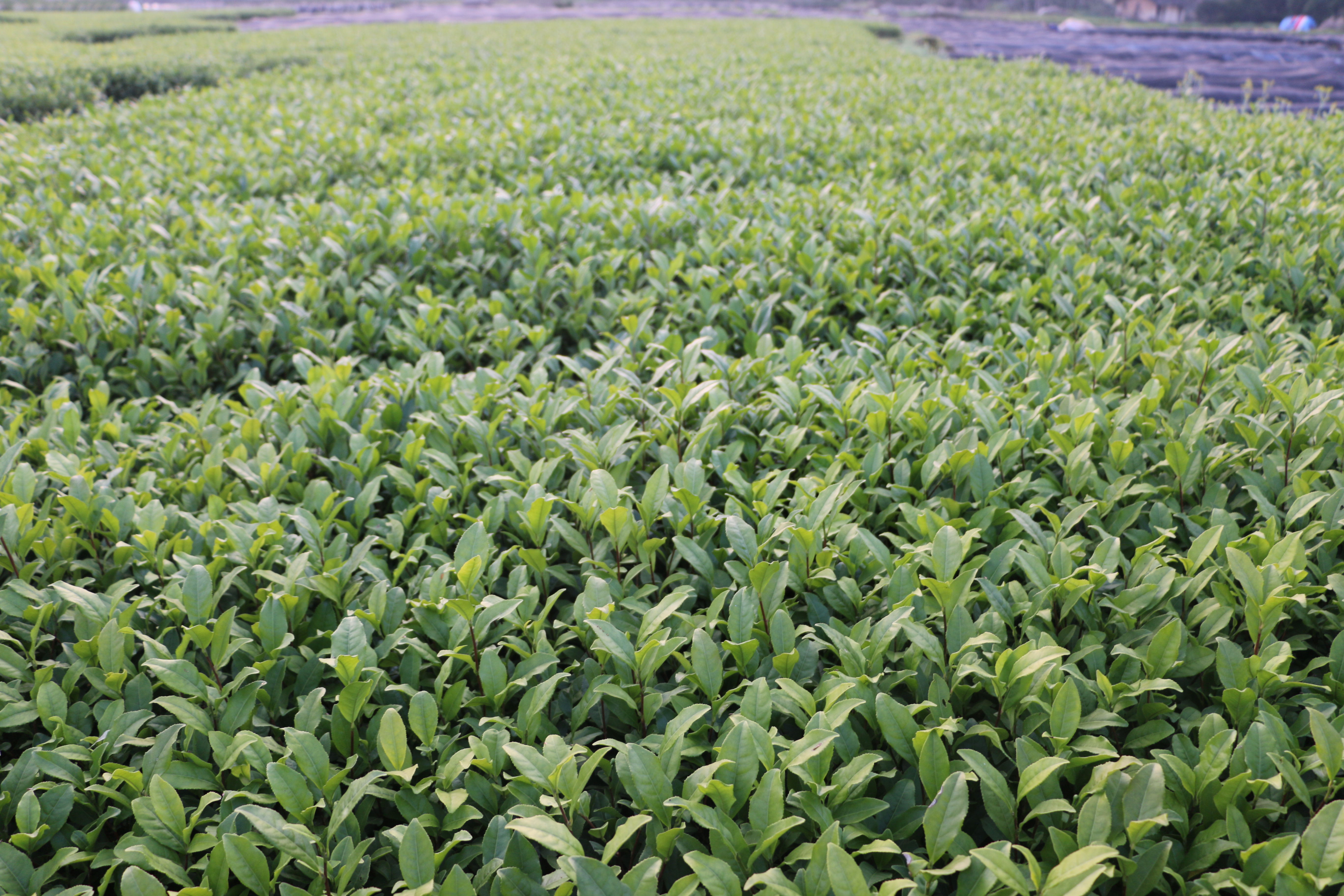 龙井43号茶树苗南方种植龙井苗早茶苗 观音绿茶福建苗圃直销