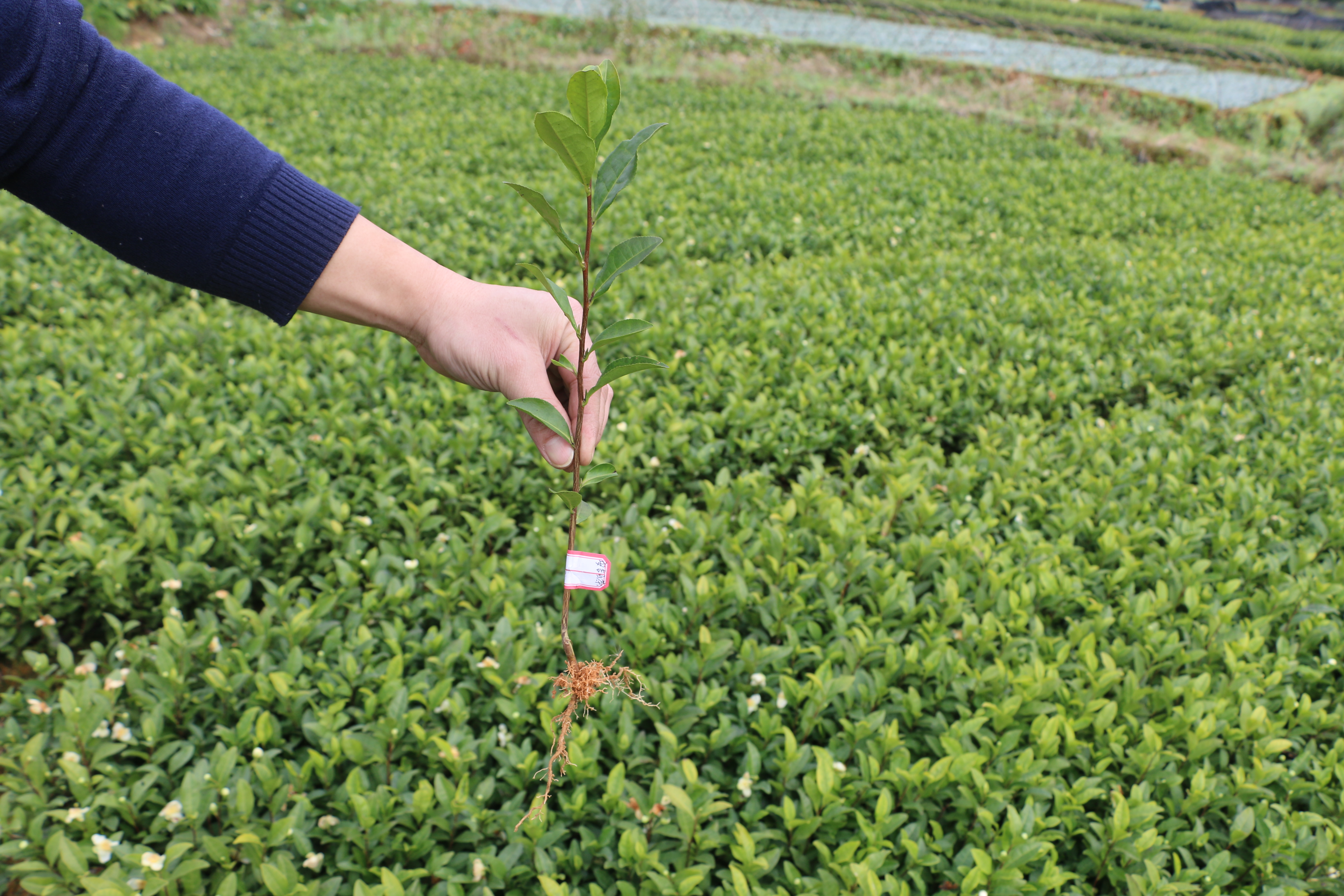 全国批发批发安吉白茶茶苗福建福安茶树苗一年生扦插繁殖