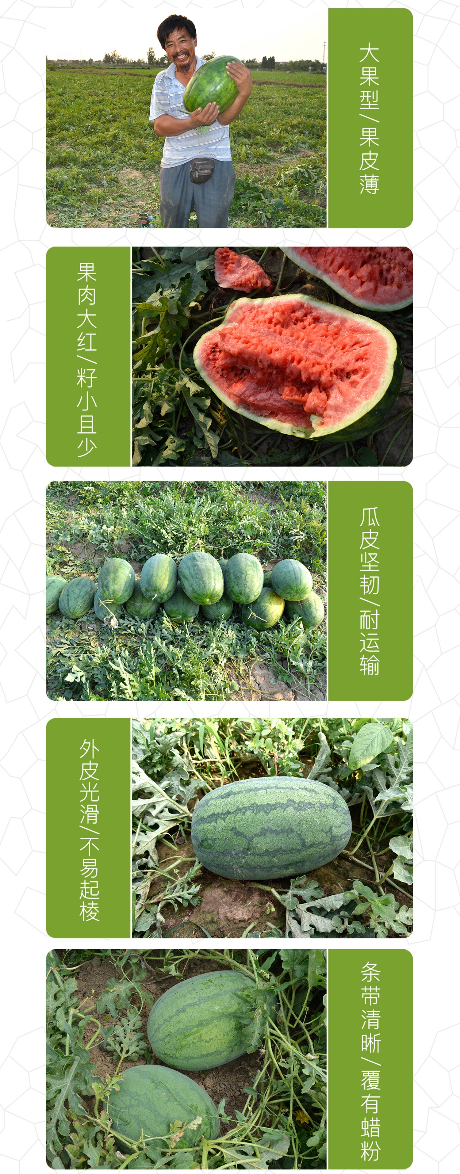 中科茂华可甜可美西瓜种子抗重茬超甜中华蜜宝免整枝懒汉西瓜种籽