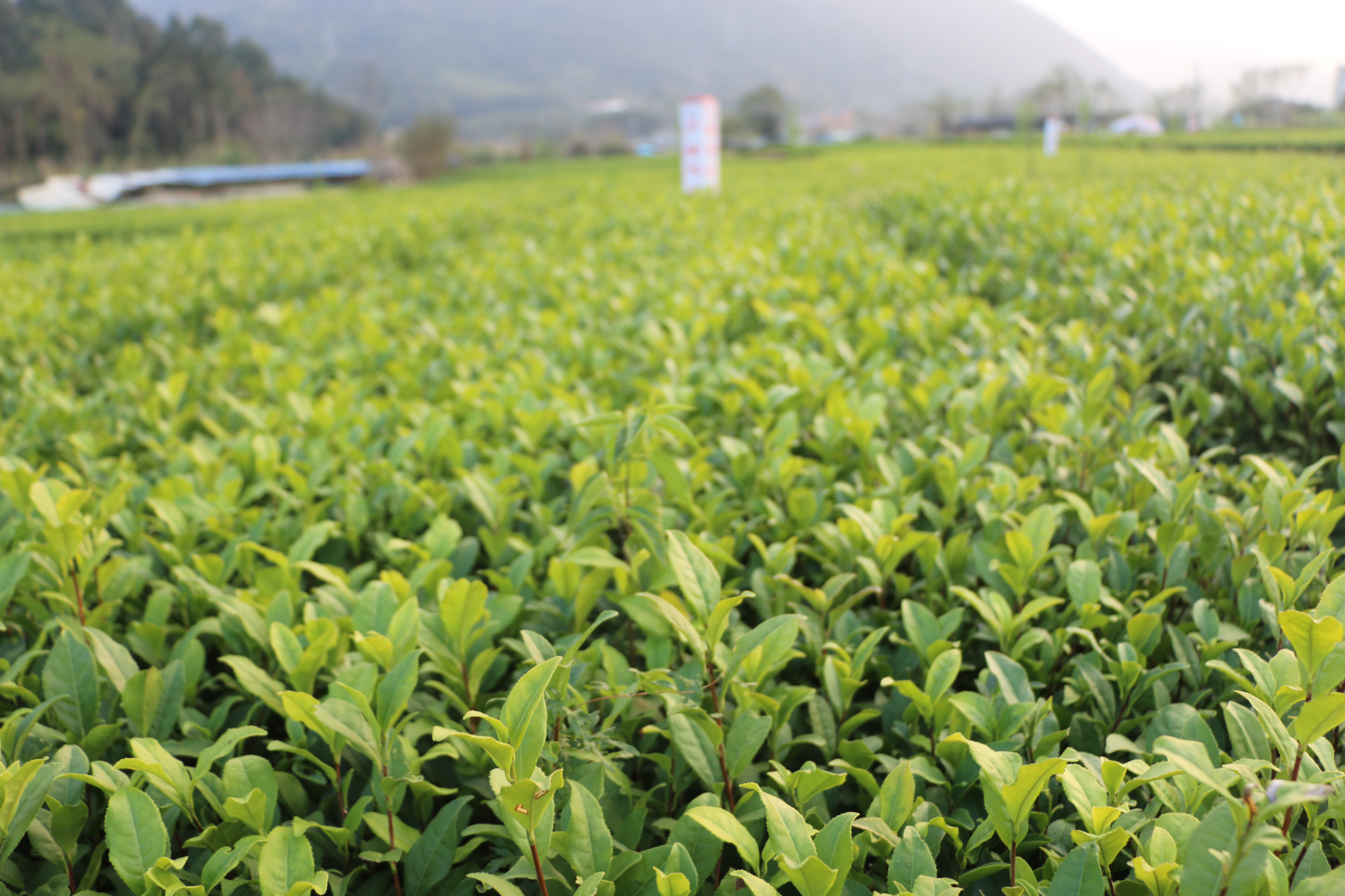 中茶108号茶树苗中茶108茶树苗可制作绿茶红茶福建福安茶苗无性系扦插