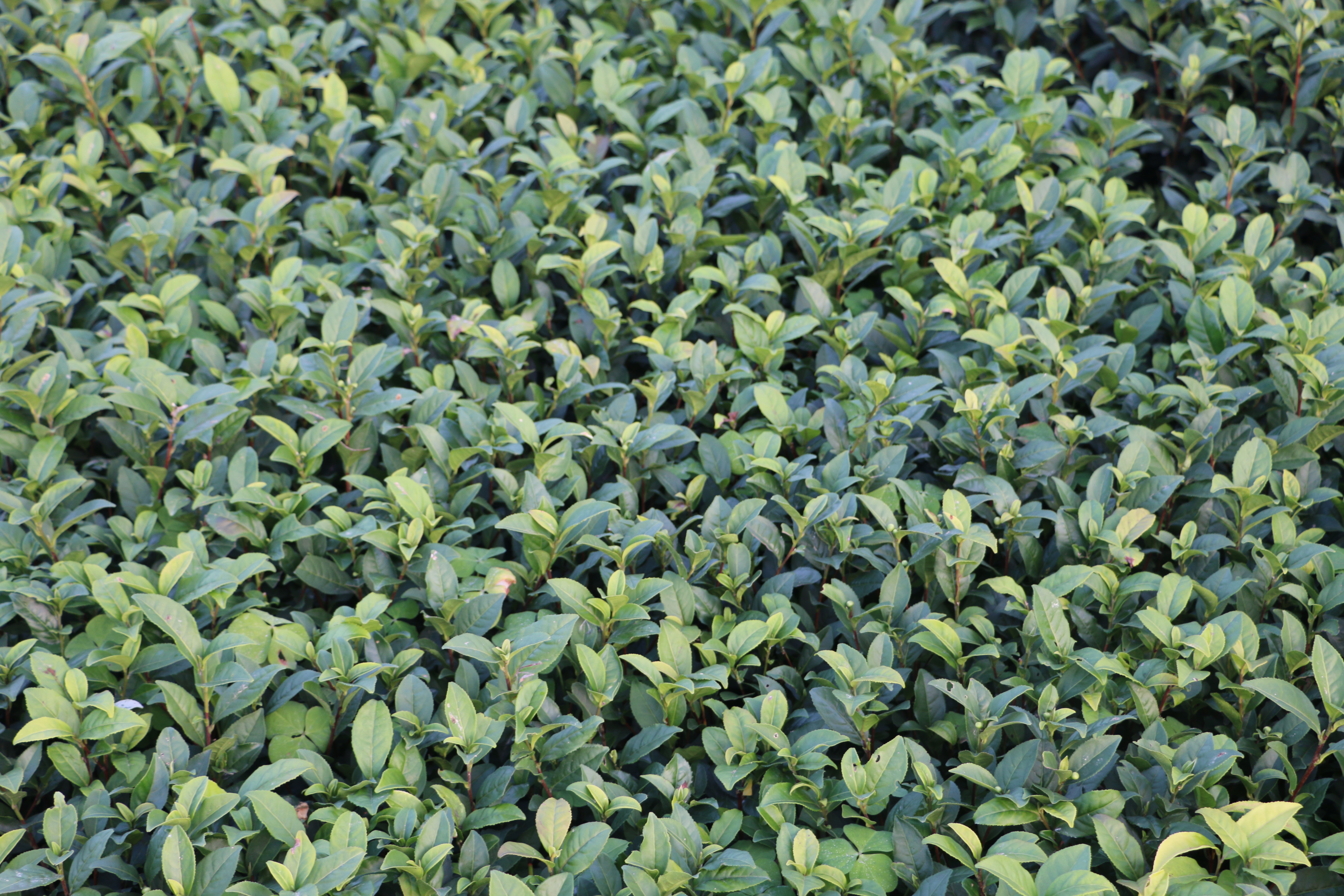 金观音茶苗金观音茶树苗批发一年生冬插茶苗价格实惠