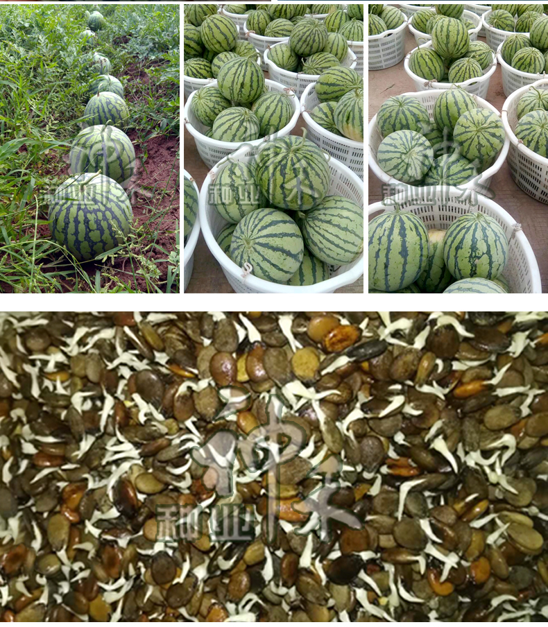 西瓜种子早佳8424薄皮冰糖麒麟巨型懒汉西瓜种籽四季春季南方