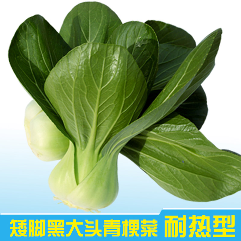 青梗菜种子 苏州青蔬菜种子矮大头种孑小青菜种籽四季播种耐热型阳台