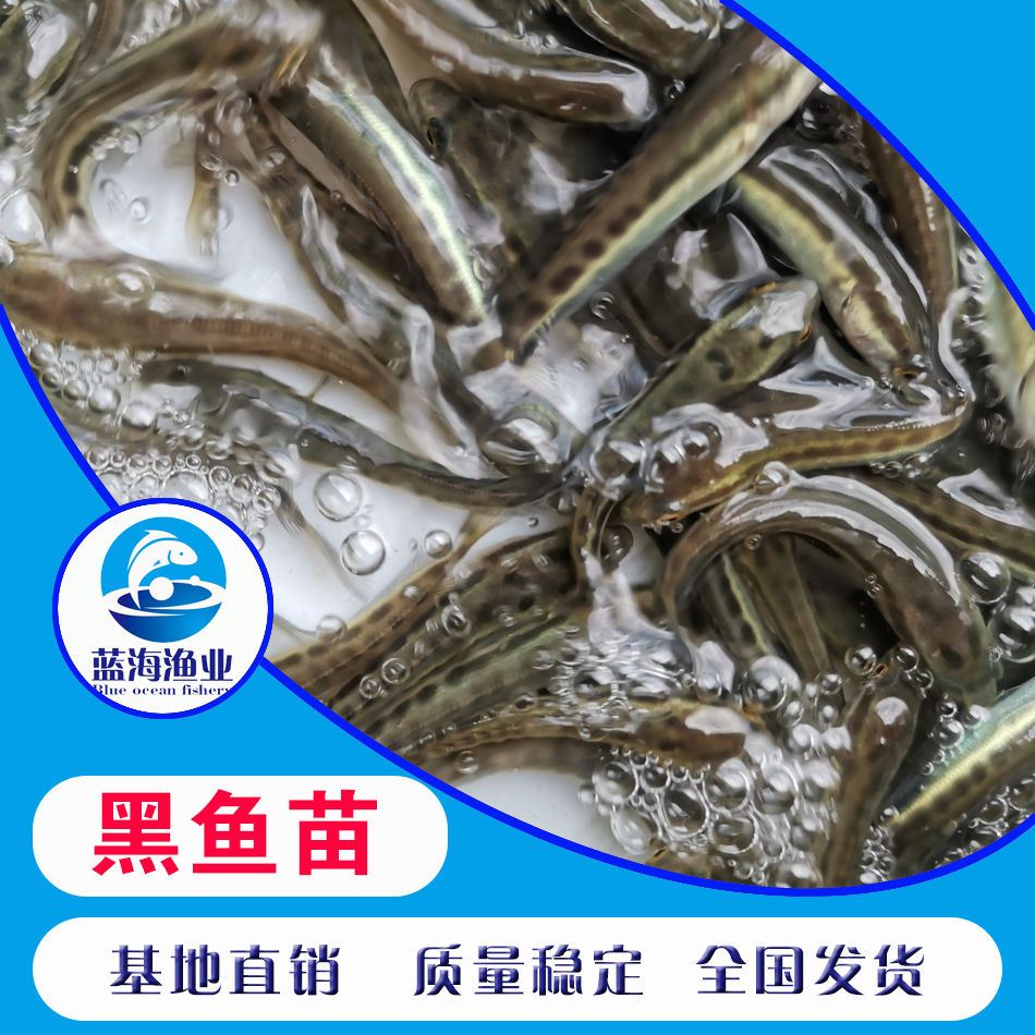 鲤鱼苗