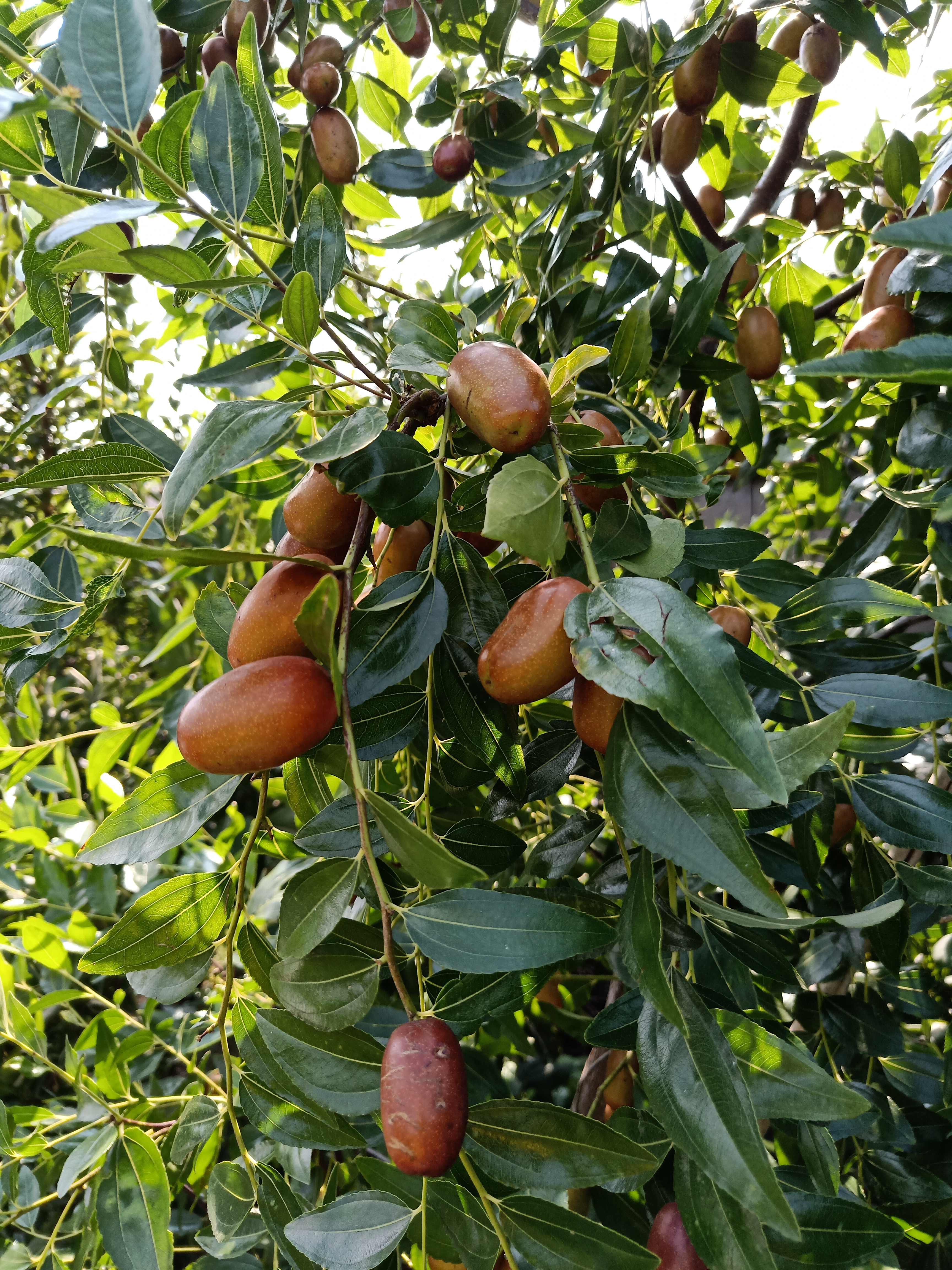 沾化冬枣苗 沾化枣苗枣树活苗树嫁接苗南北方种植特大庭院当年结果