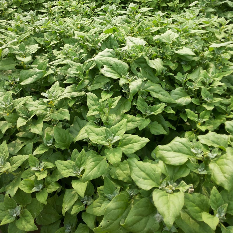番杏种子 新西兰菠菜种子 洋菠菜春夏秋冬蔬菜四季种植蔬菜