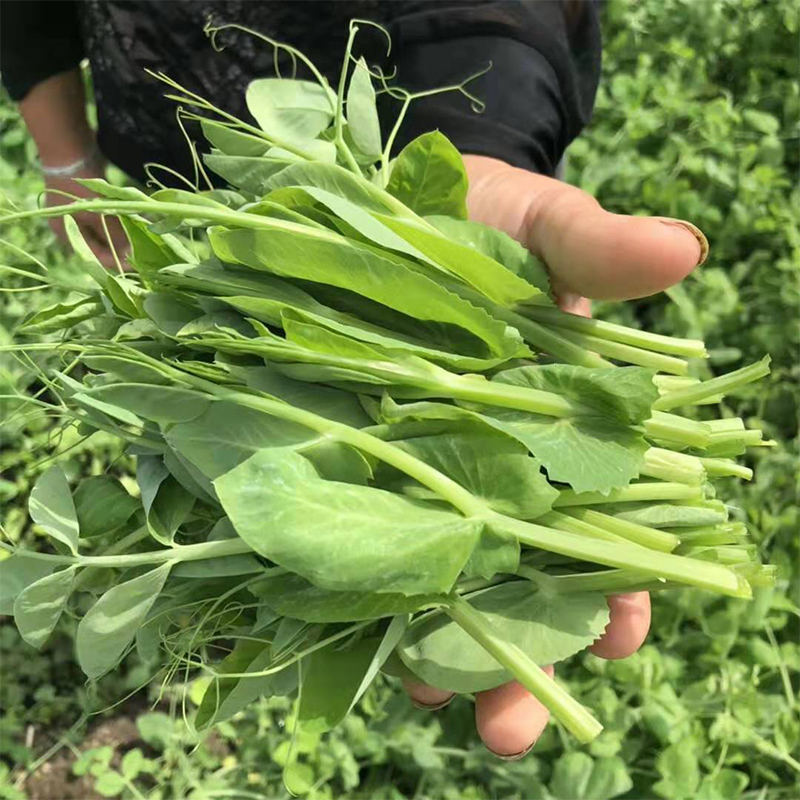 嫩早大无须豌豆苗种子豌豆种籽尖芽苗菜籽种四季蔬菜孑豌豆种子