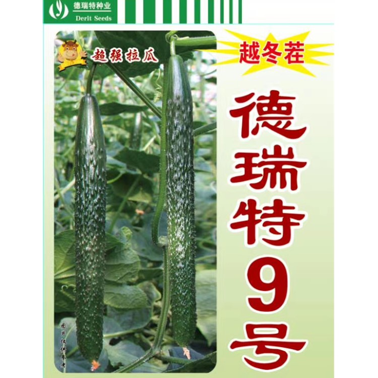 黄瓜种苗 德瑞特9号 嫁接黄瓜苗子 早春茬 越冬茬