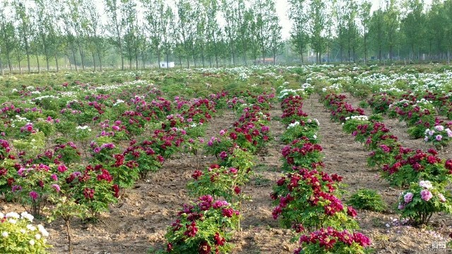 菏泽牡丹芍药花卉种植基地