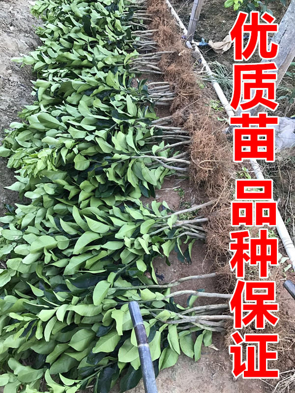 暹罗柚苗 正宗泰国暹罗红柚苗 成熟皮特红 保证品种 基地现挖现发