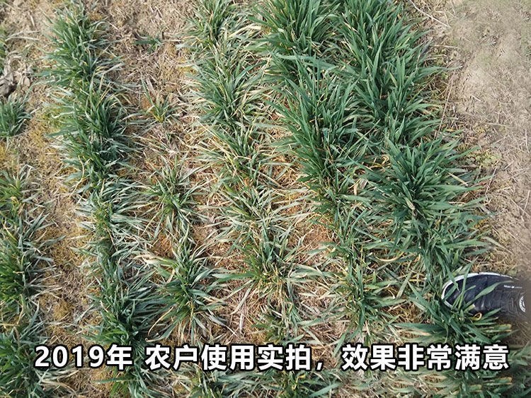 炔草酯禾阔双除节节麦看麦娘燕麦小麦田苗后专用除草剂套餐