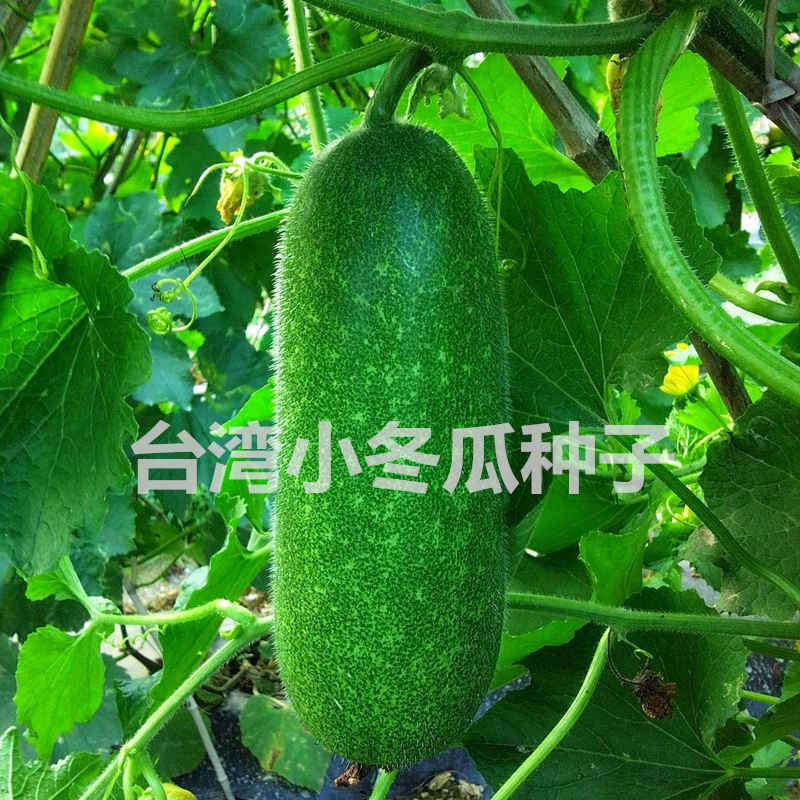 台湾小冬瓜种子早熟迷你粉皮小冬瓜种籽四季春季庭院爬藤蔬菜种孑