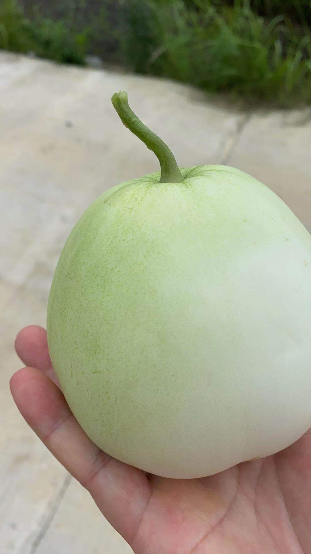 蜜罐甜瓜 富硒香瓜