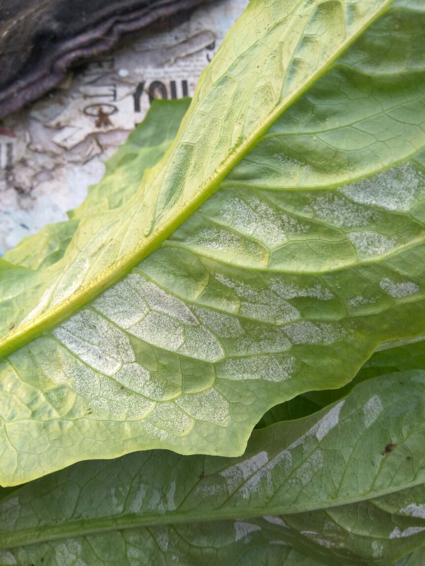 这是什么病虫害?这是油麦菜吧?