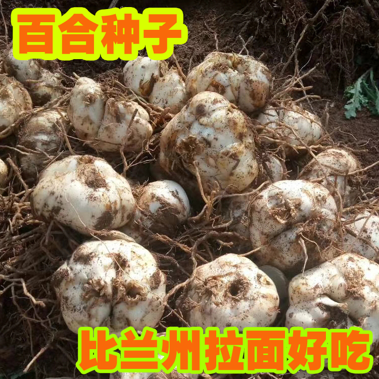 百合种球 苗 新挖食用甜苗
