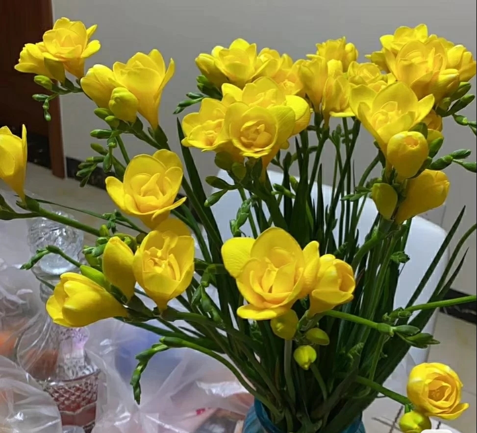 【一件代发】各色重瓣香雪兰鲜切花一扎10枝基地直发顺丰包邮