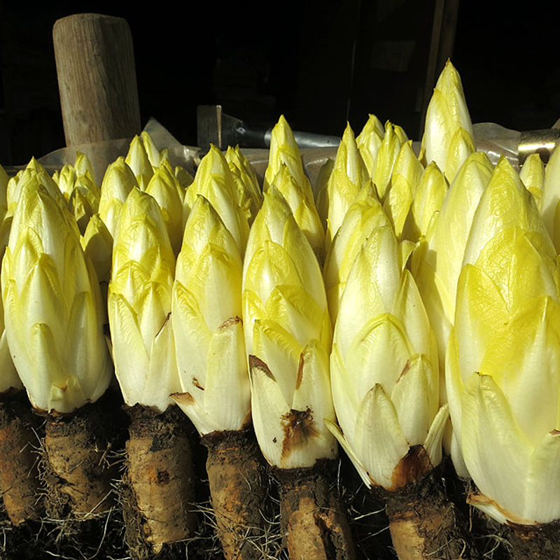 软化菊苣种子籽红菊苣根种苗菊苣子种食用阳台四季蔬菜种孑金玉兰