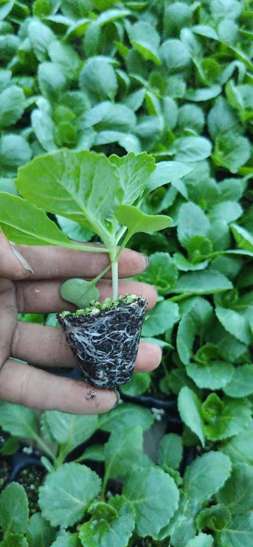 西兰花苗 炎秀 寒秀西蓝花苗中早熟 花球重 早春秋延种植